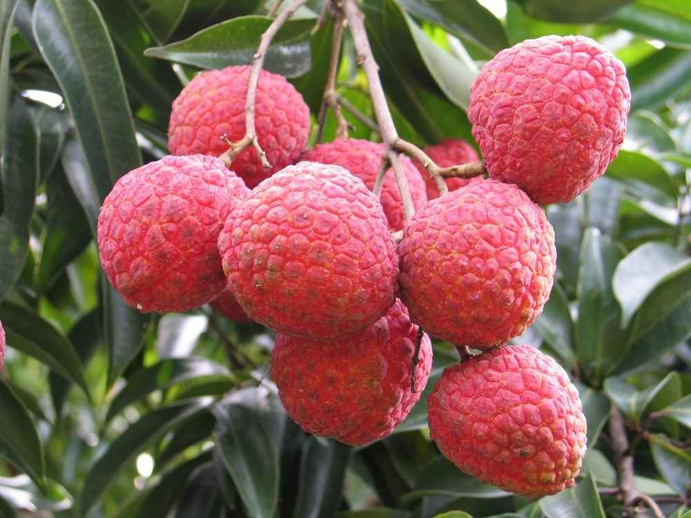 "荔枝病"了解一下